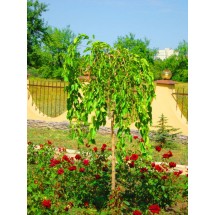 Шелковица плакучая